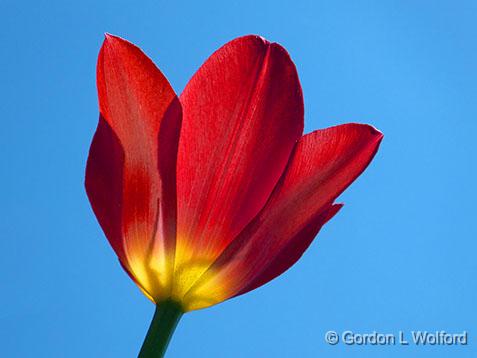 Lowdown Backlit Tulip_DSCF01679.jpg - Photographed at Ottawa, Ontario, Canada.